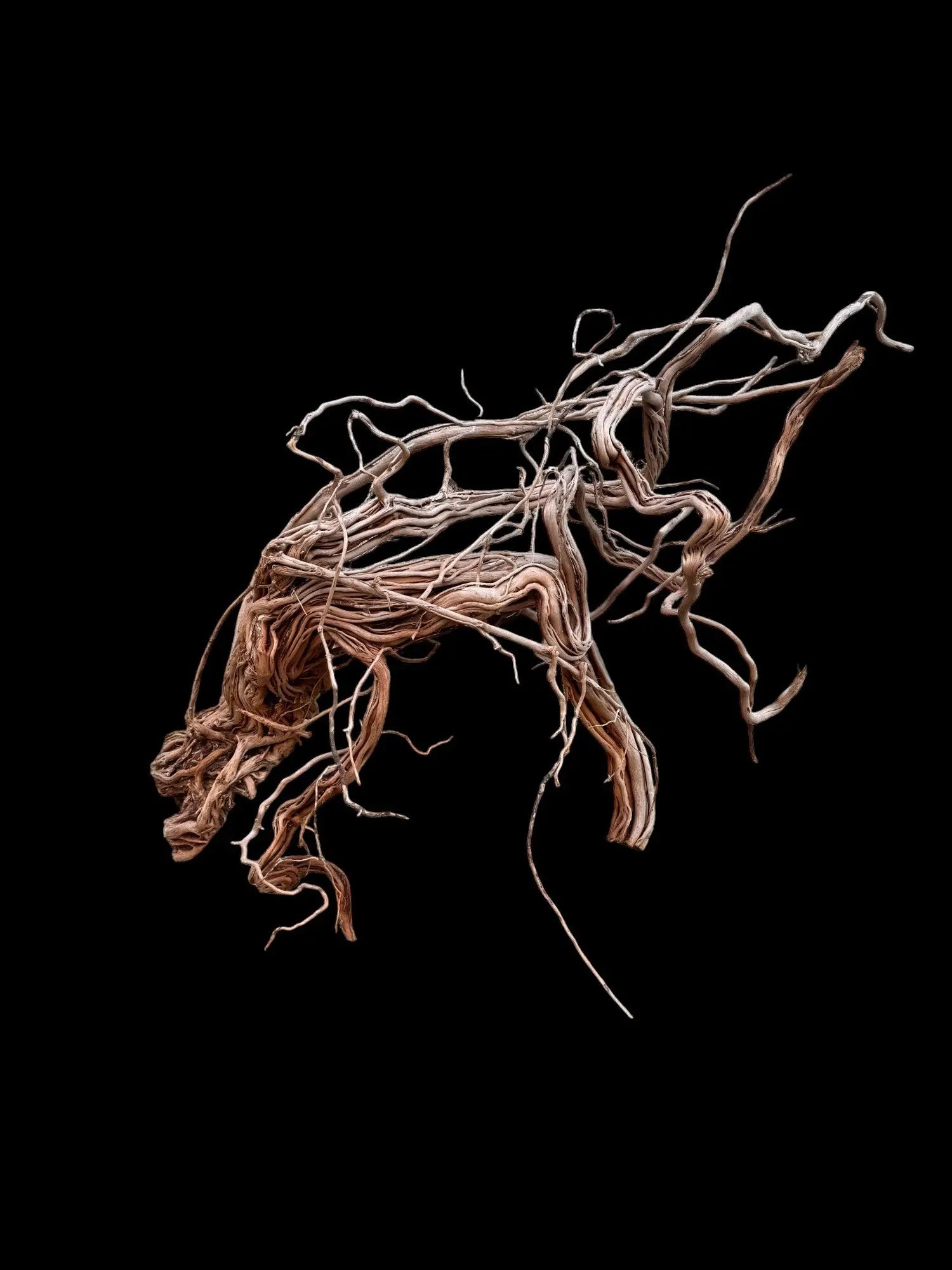 Azalea Roots - 83*36*65 - cod.043 AQPET