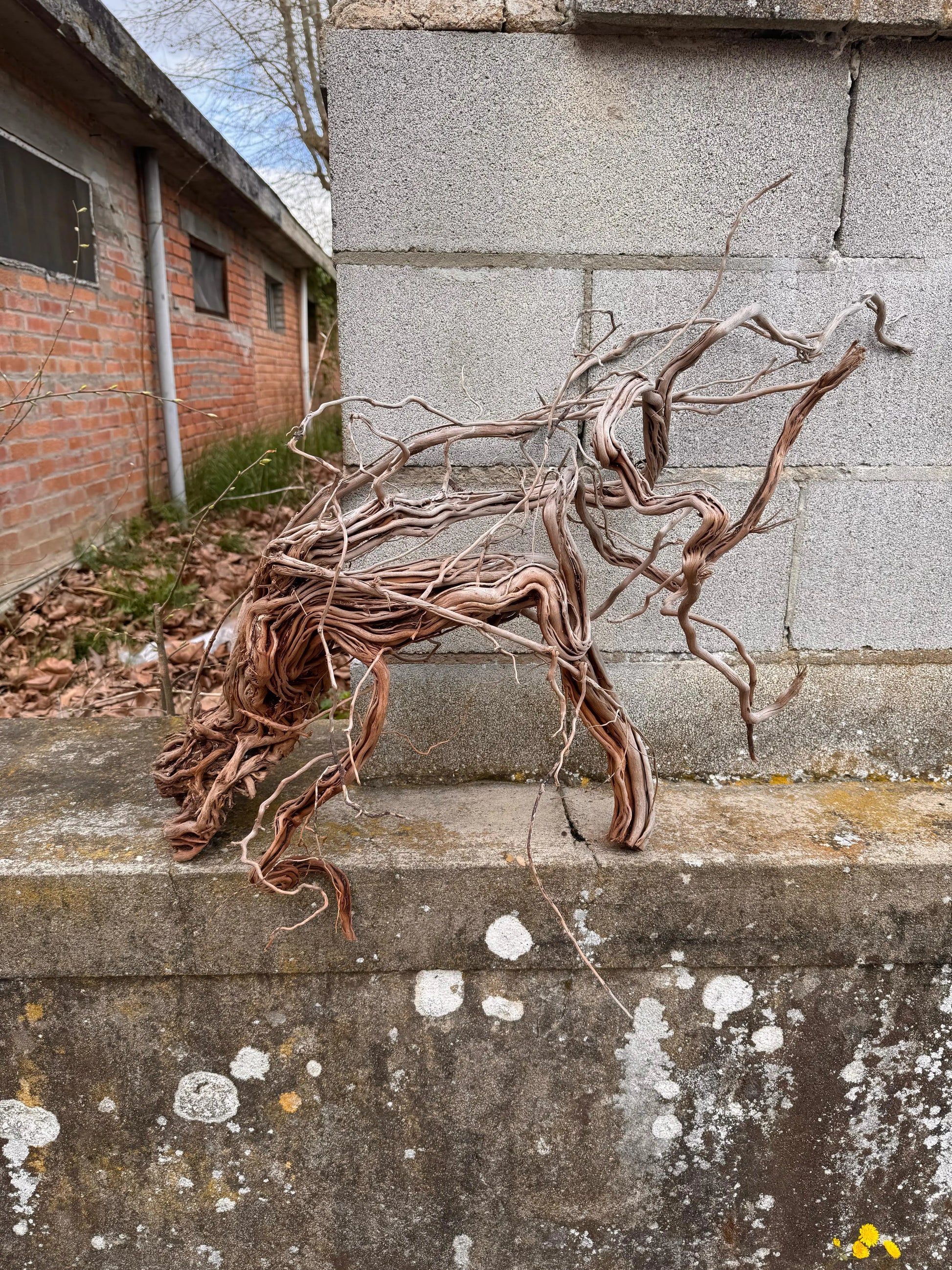 Azalea Roots - 83*36*65 - cod.043 AQPET