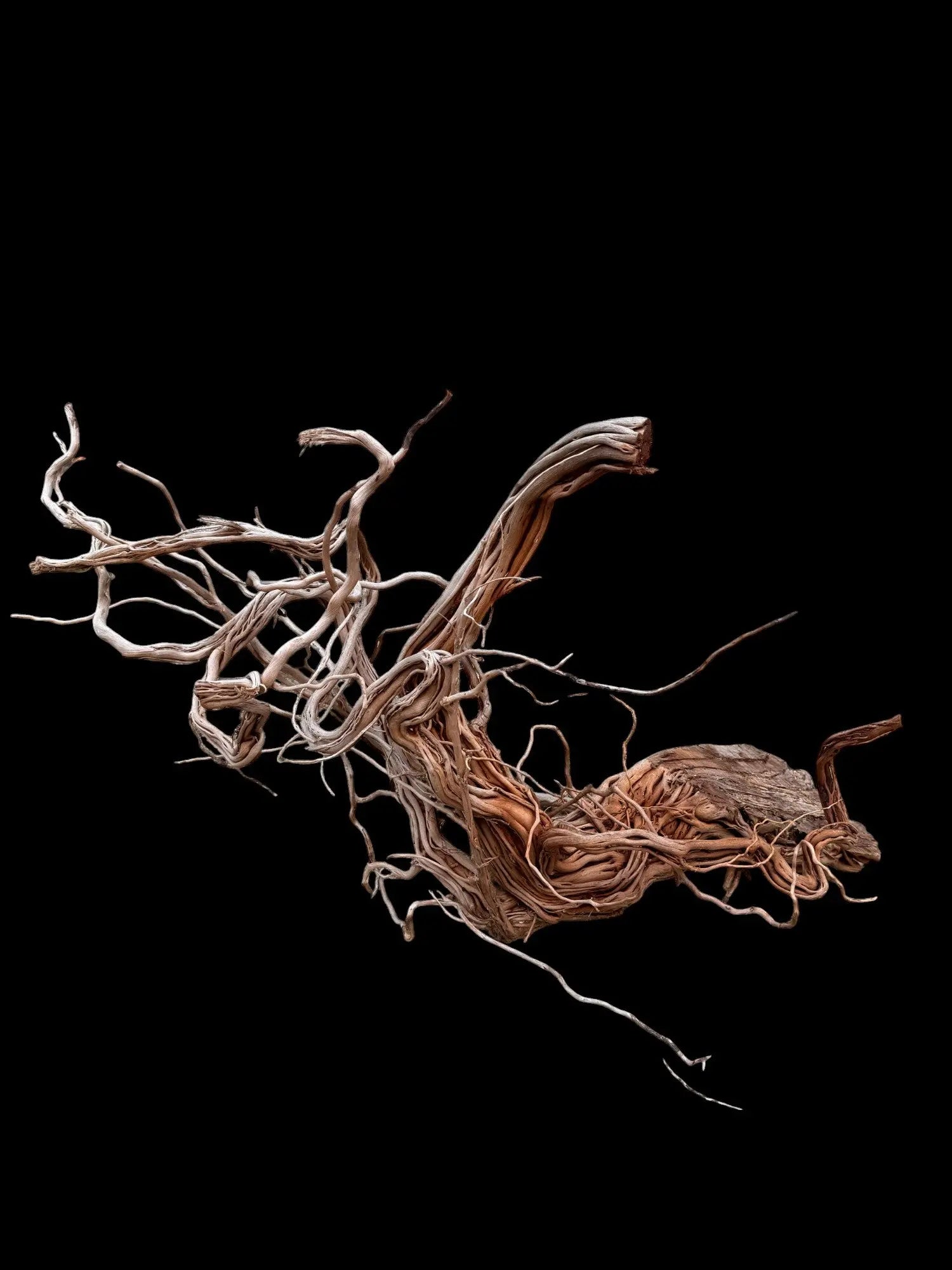 Azalea Roots - 83*36*65 - cod.043 AQPET