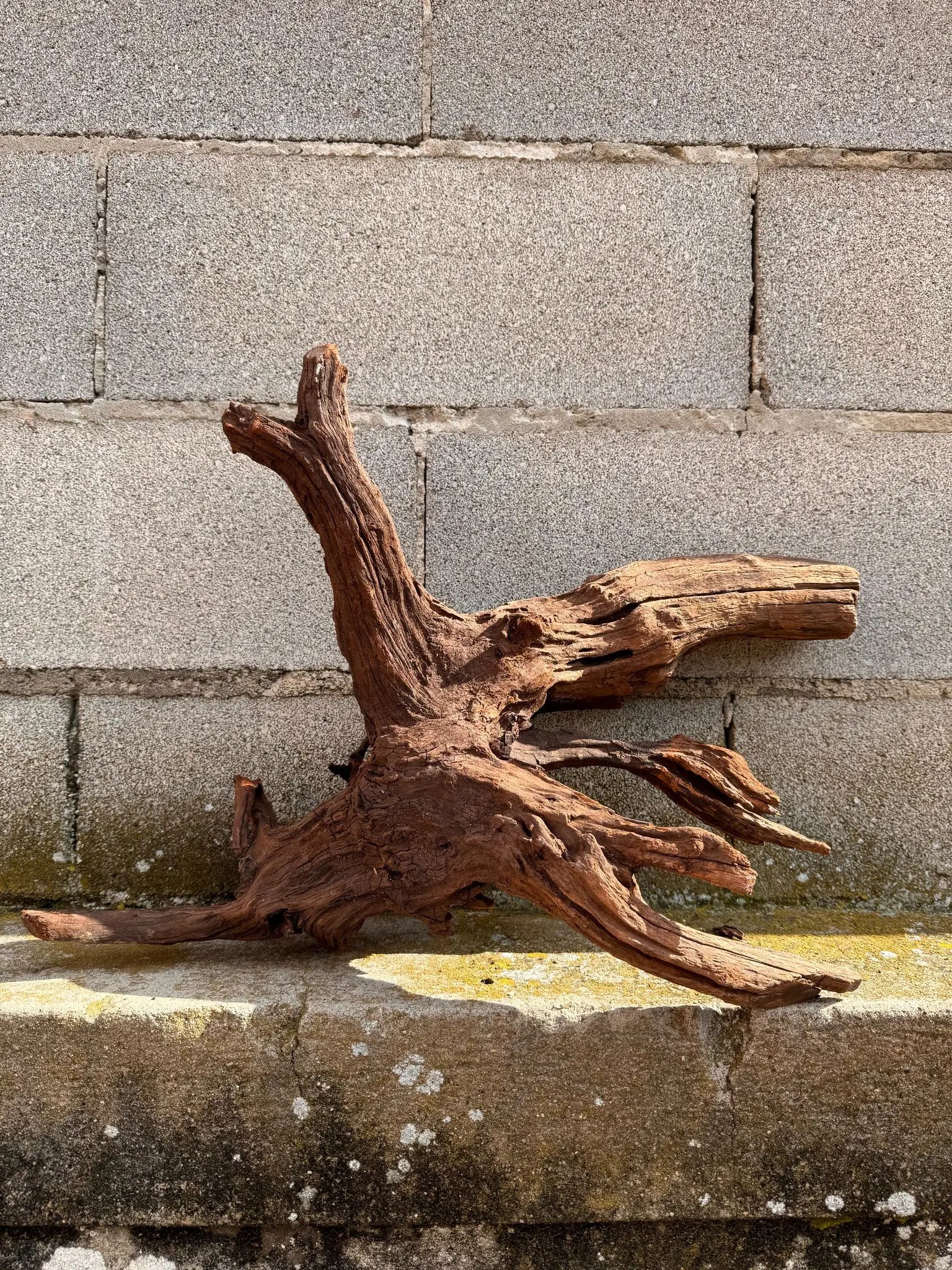 Drift Wood - 57*24*39 - cod.030 AQPET