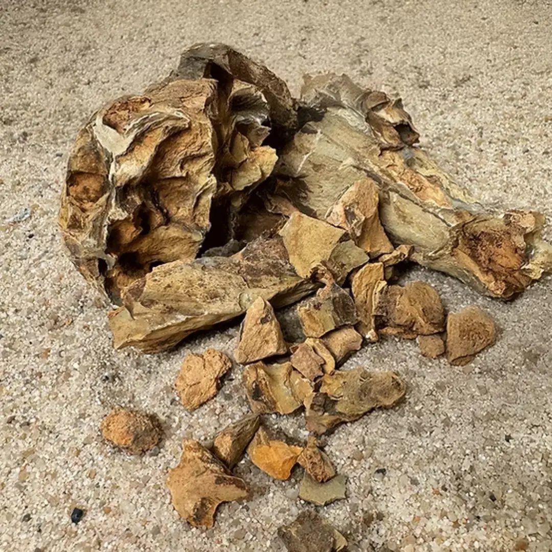 WIO - Dragon Chip Accent WIO