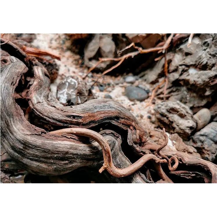 WIO - Twisted Root - Aquarium Setup