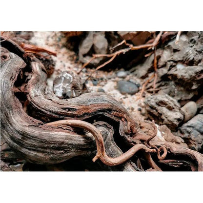 WIO - Twisted Root - Aquarium Setup