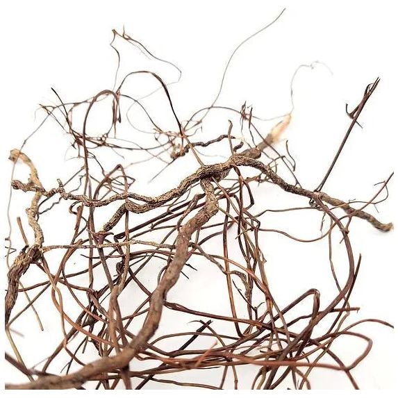 WIO Mini Roots - Aquarium Setup