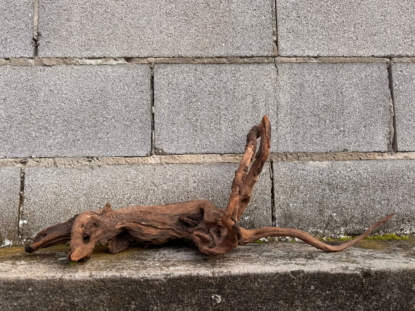 Drift Wood - 62*19*24 - cod.044 AQPET