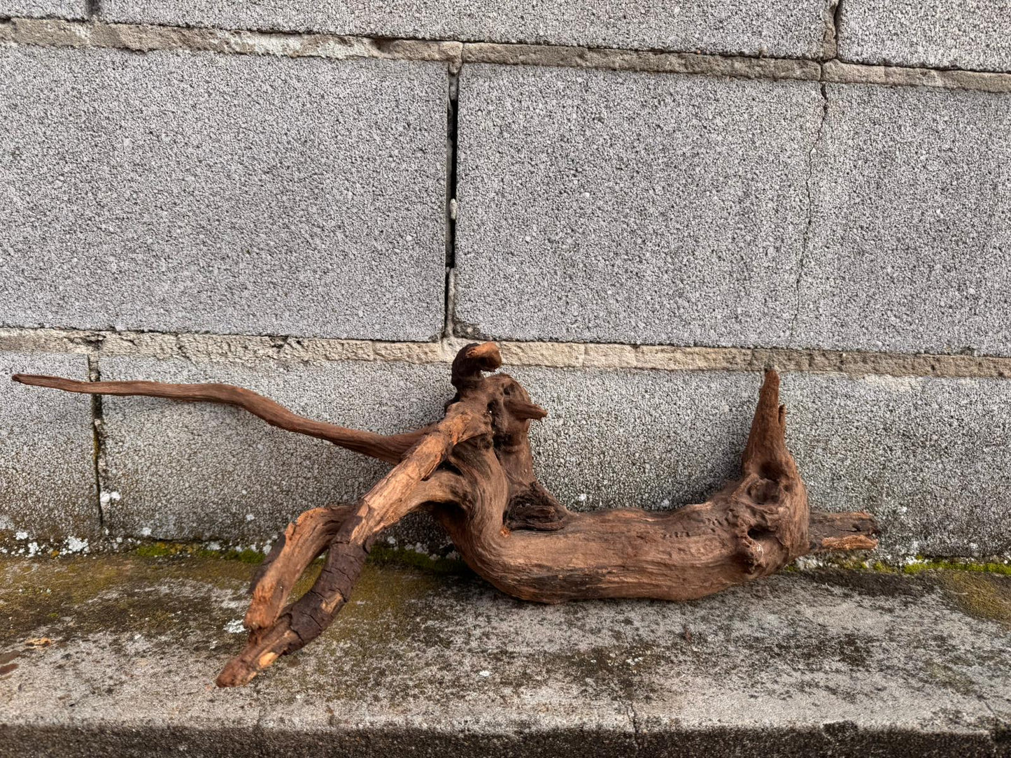 Drift Wood - 62*19*24 - cod.044 AQPET