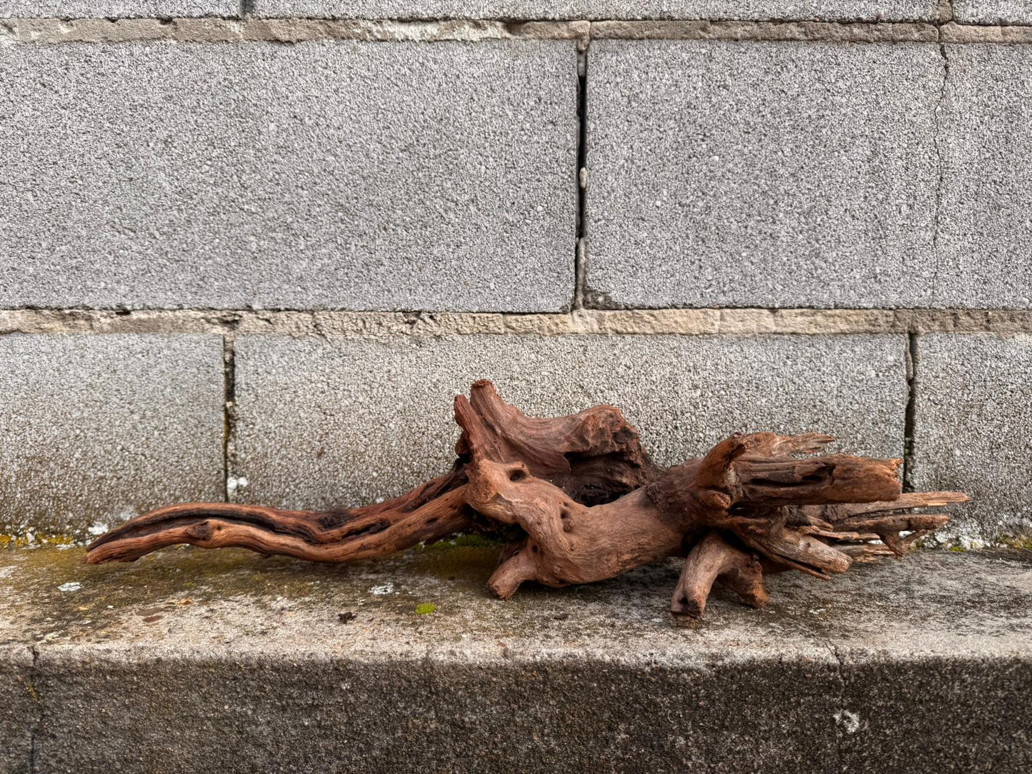 Drift Wood - 53*14*16 - cod.046 AQPET