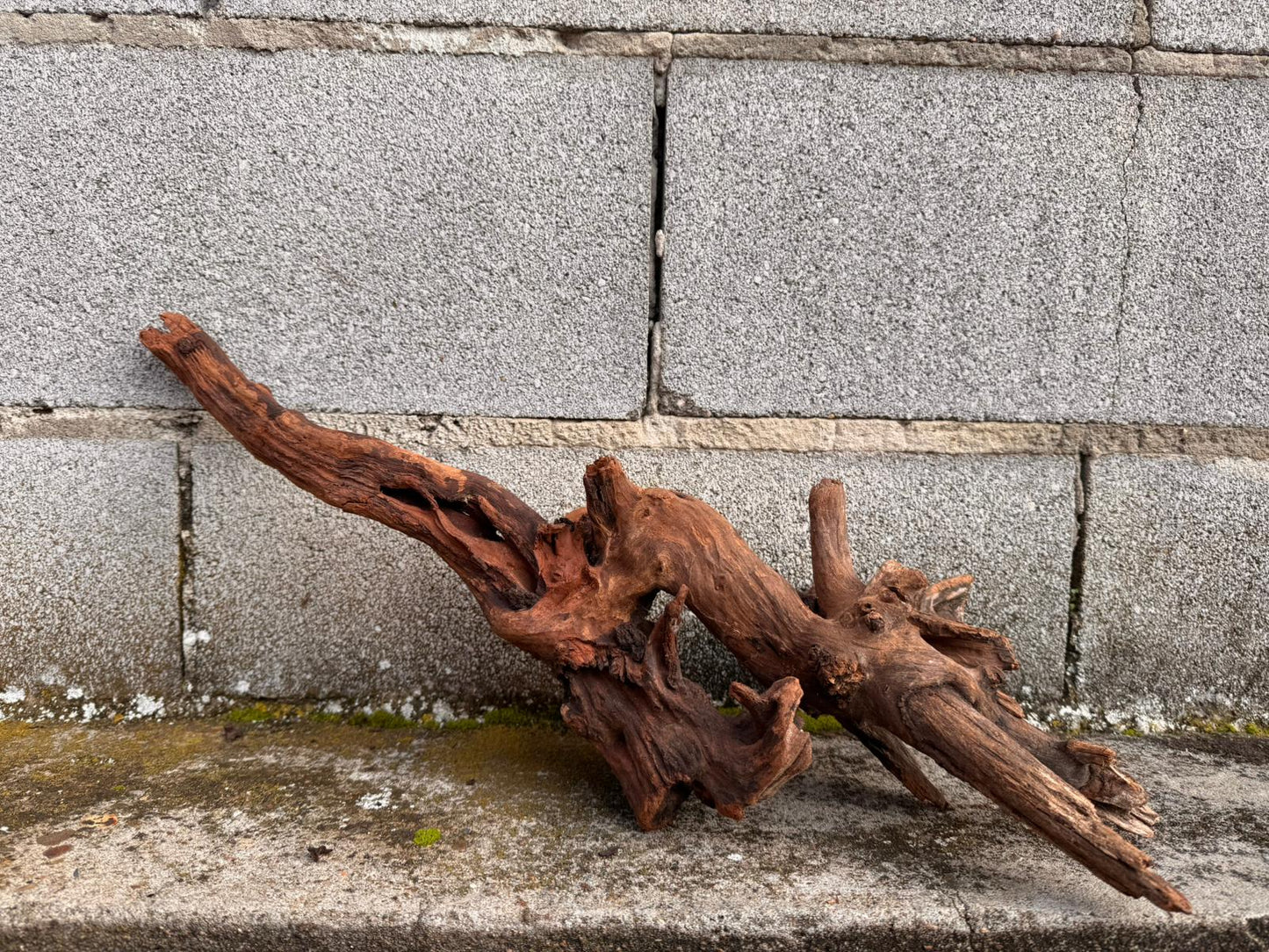 Drift Wood - 53*14*16 - cod.046 AQPET