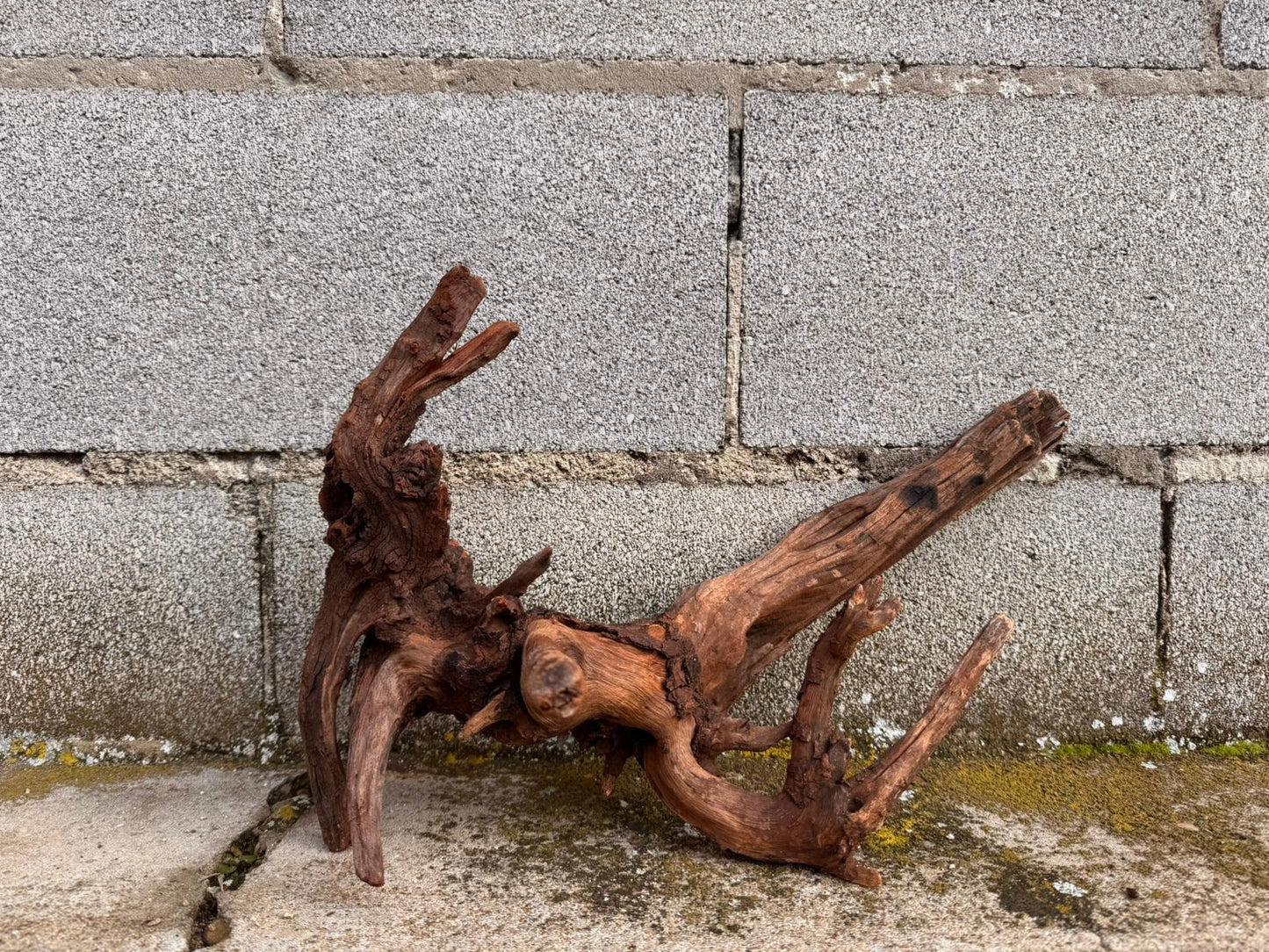 Drift Wood - 77*53*41 - cod.049 AQPET