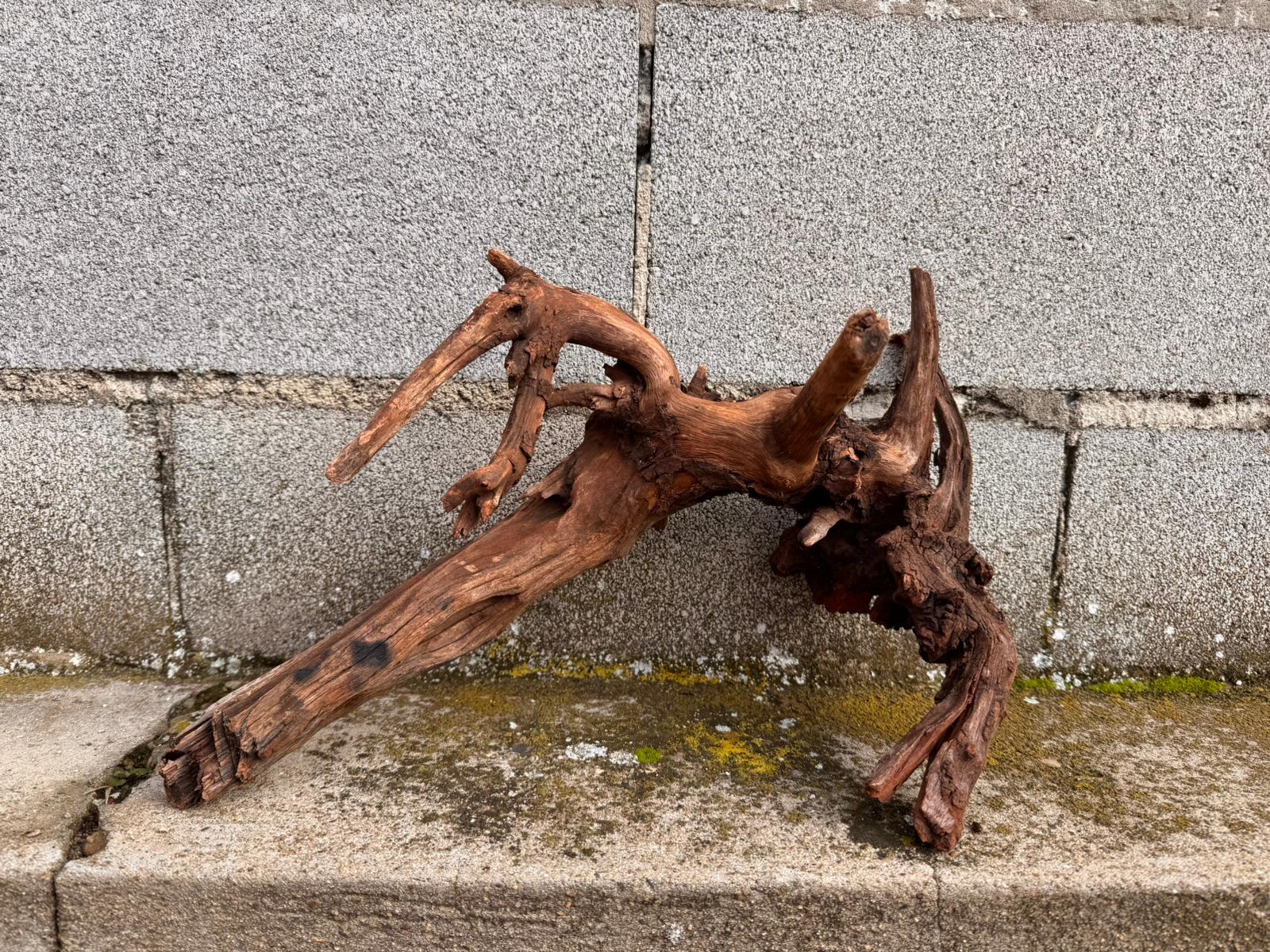 Drift Wood - 77*53*41 - cod.049 AQPET