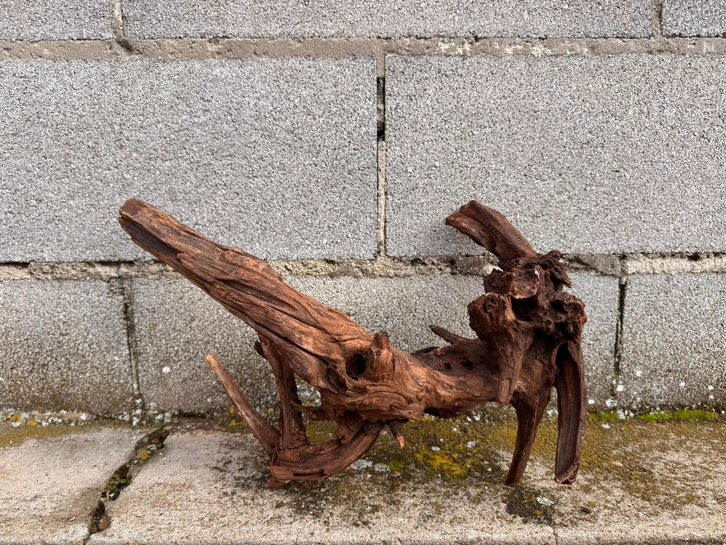Drift Wood - 77*53*41 - cod.049 AQPET