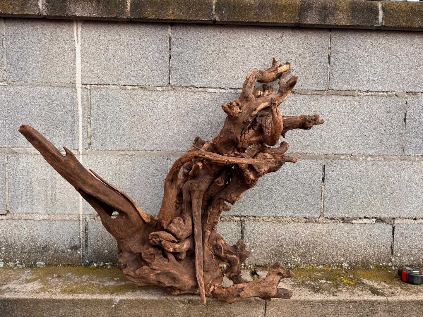 Drift Wood - 77*53*41 - cod.049 AQPET