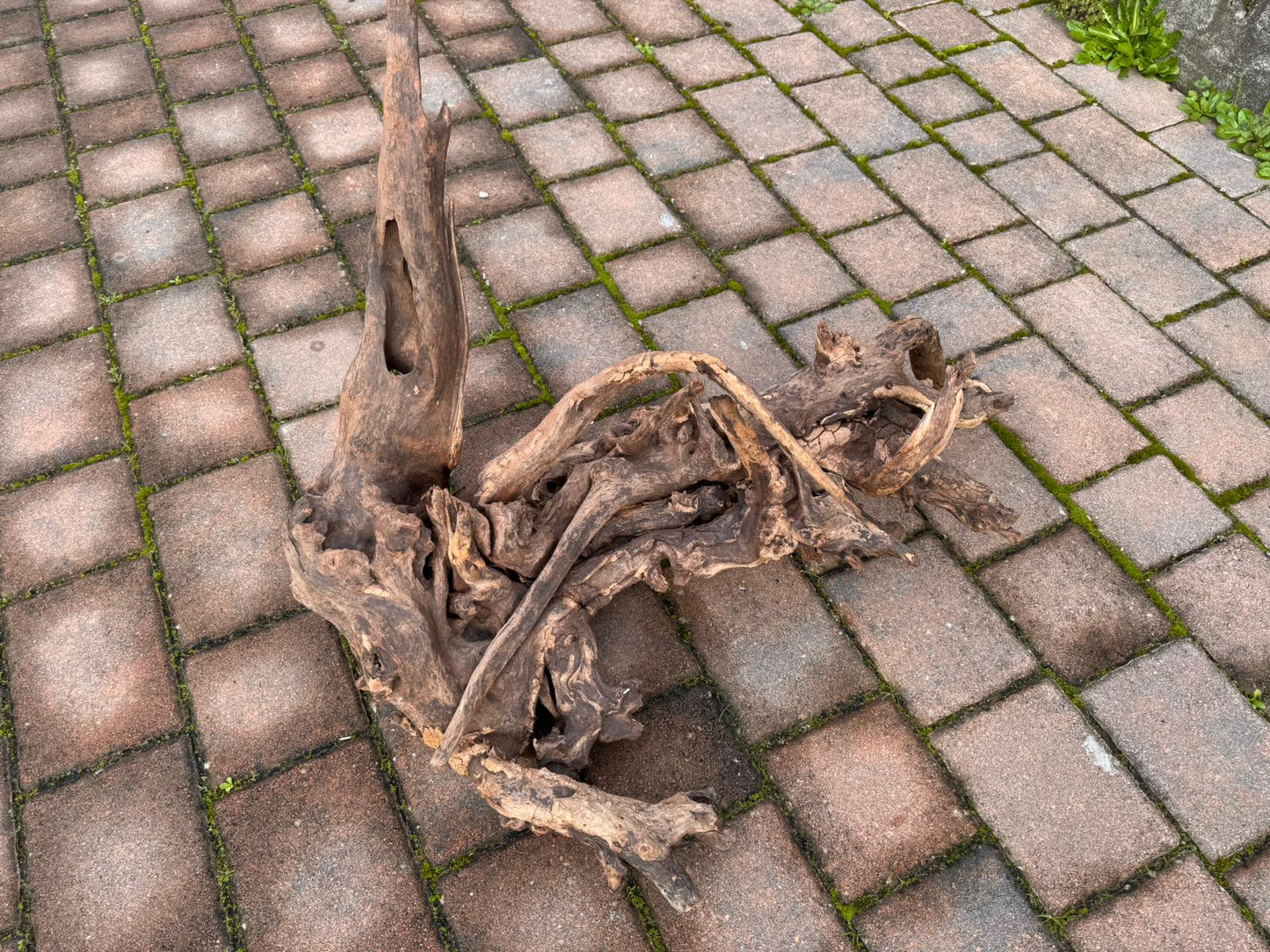 Drift Wood - 77*53*41 - cod.049 AQPET