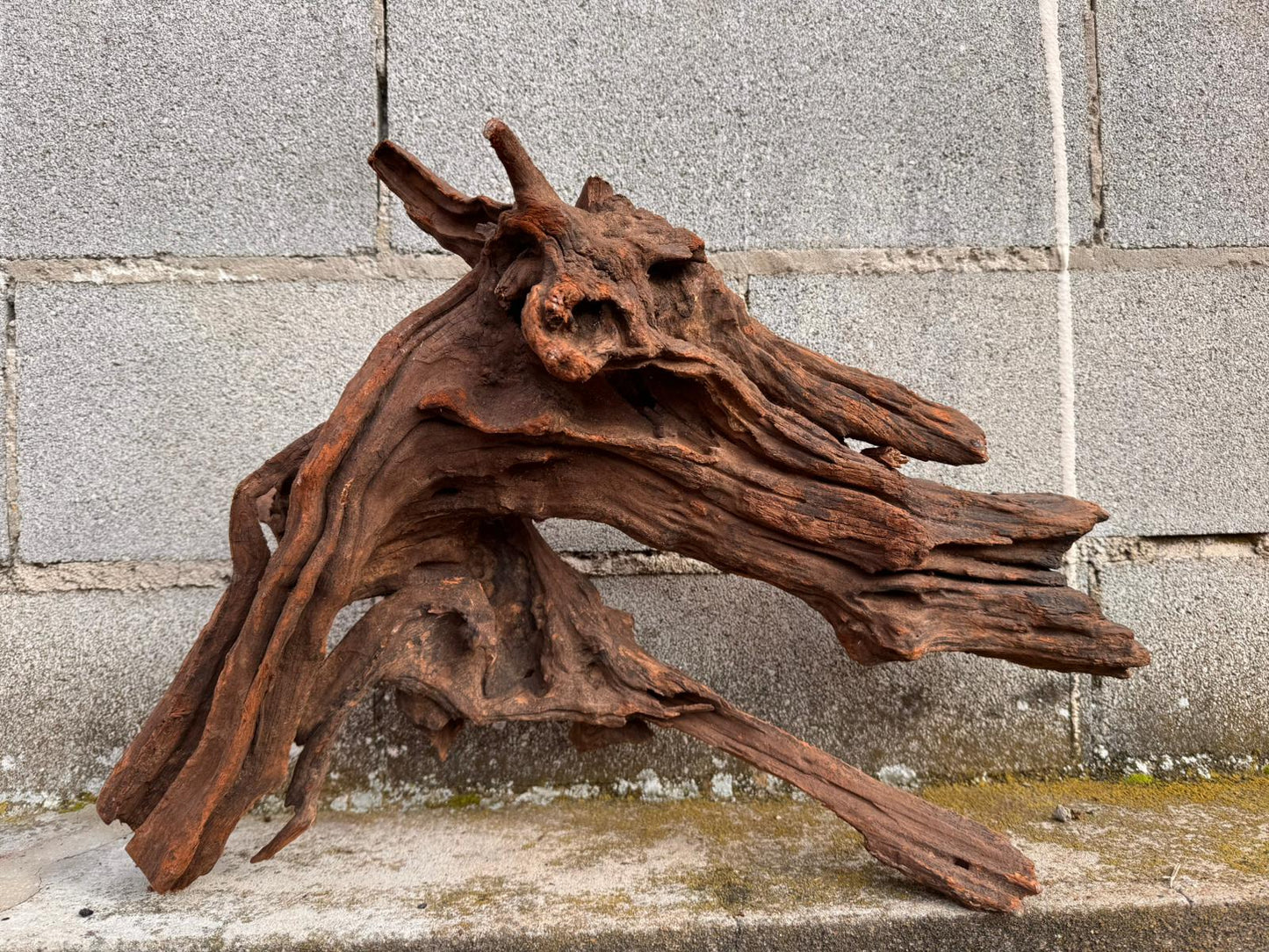 Drift Wood - 54*21*45 - cod.050 AQPET