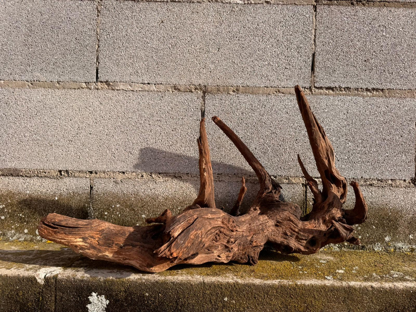 Drift Wood - 63*23*35 - cod.051