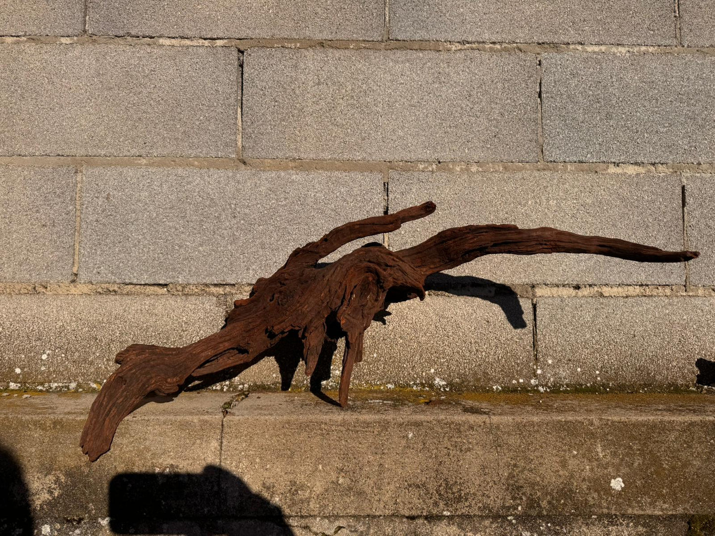 Drift Wood - 71*18*31 - cod.057