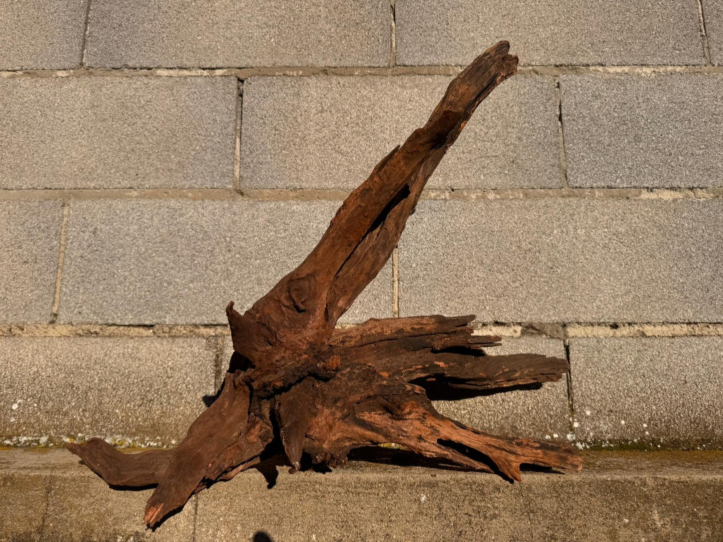 Drift Wood - 58*35*44 - cod.058