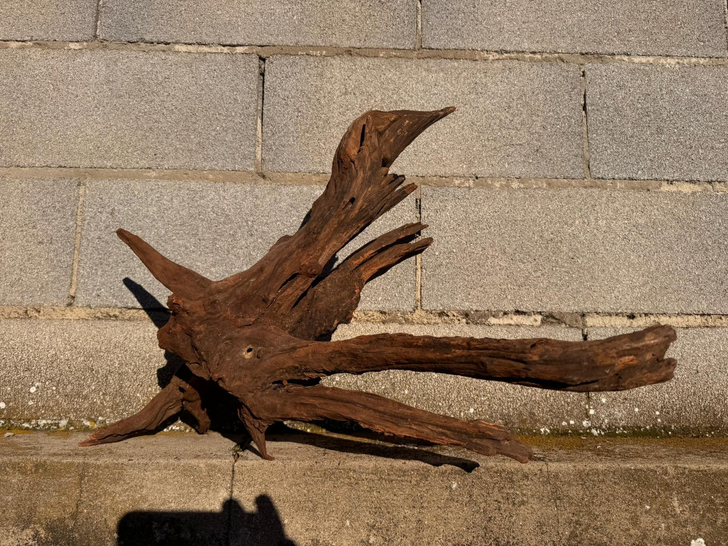 Drift Wood - 58*35*44 - cod.058