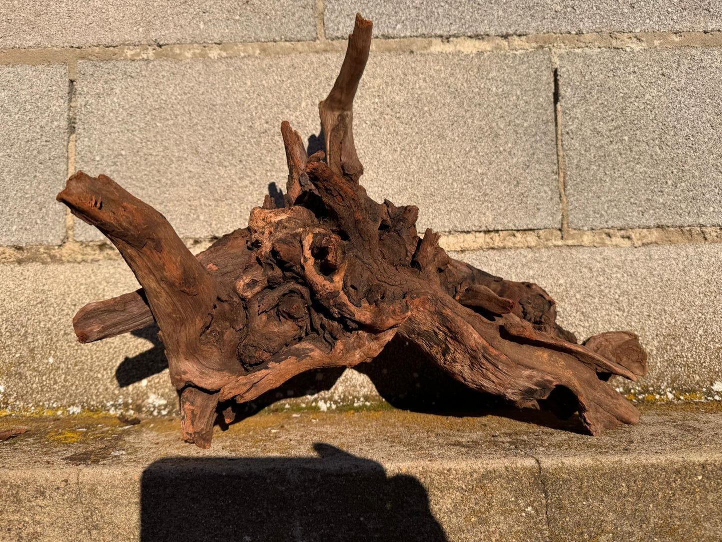 Drift Wood - 44*25*34 - cod.061