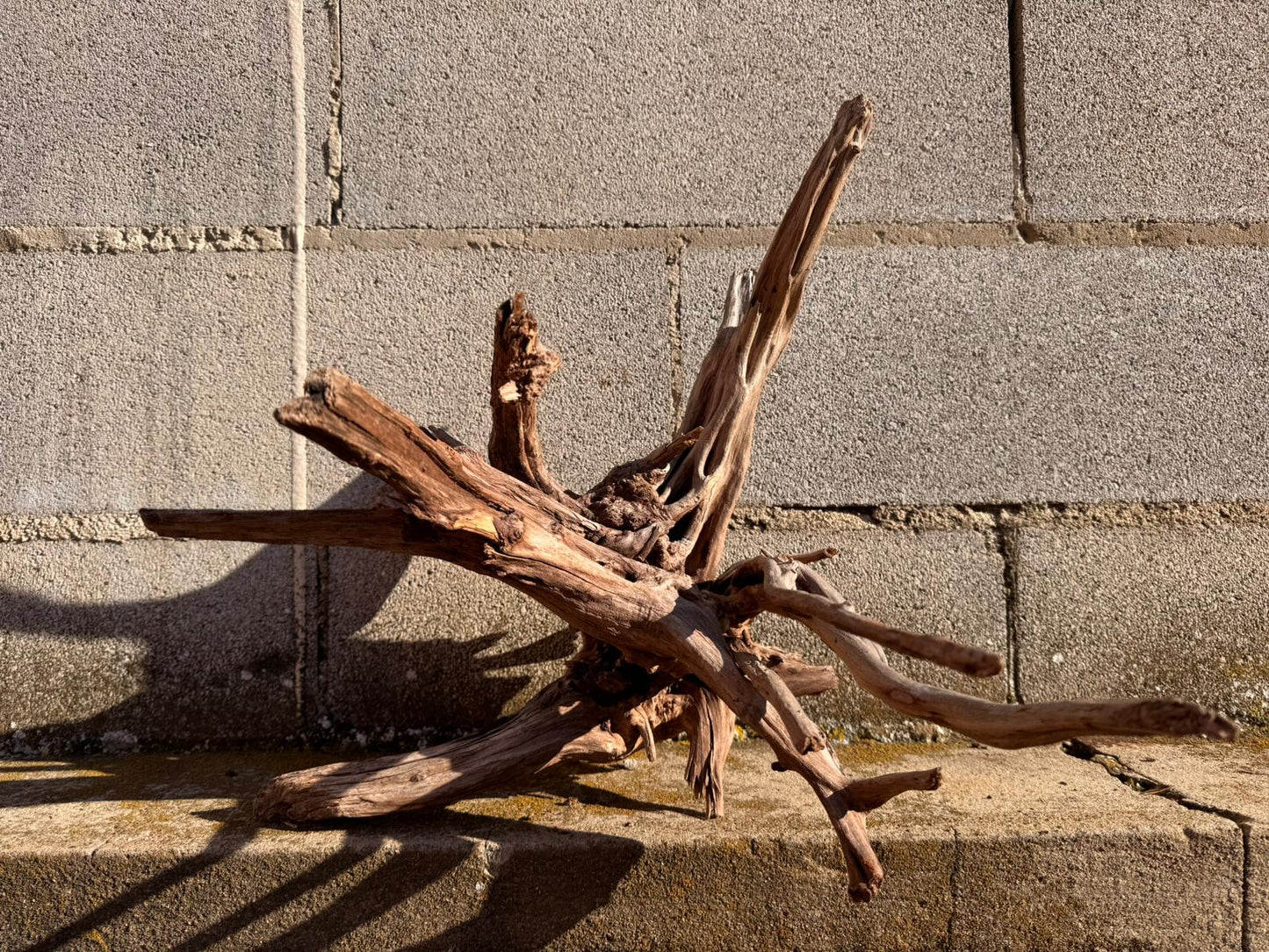 Drift Wood - 42*38*38 - cod.062