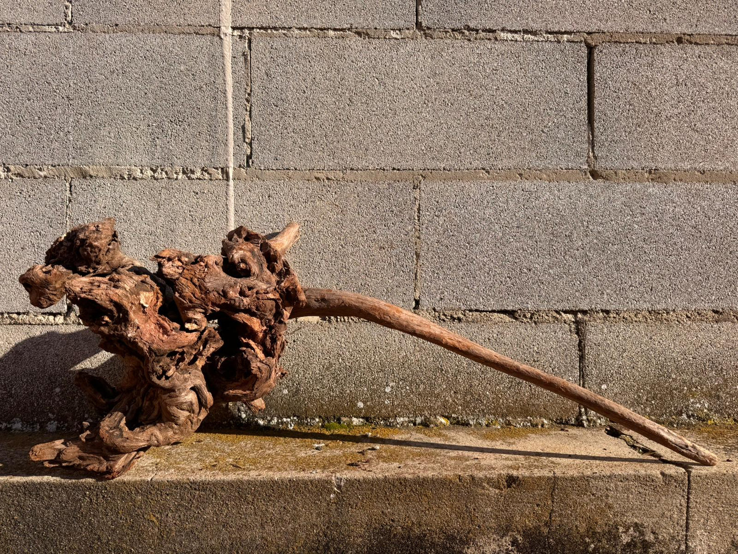 Drift Wood - 58*27*55 - cod.063