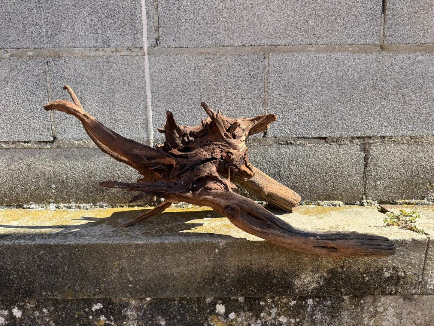 Drift Wood - 66*26*28 - cod.069 AQPET