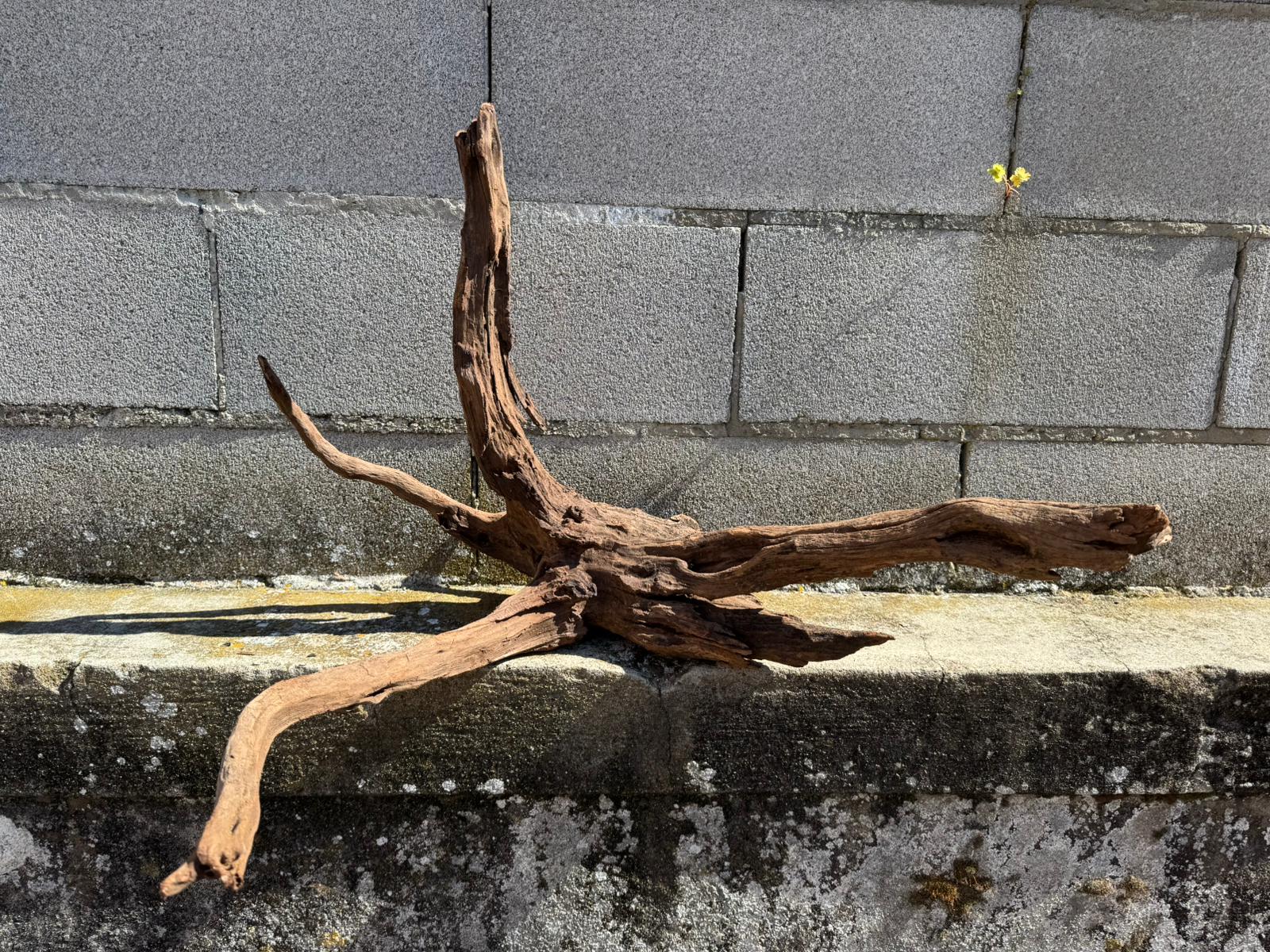 Drift Wood - 70*50*45 - cod.070 AQPET