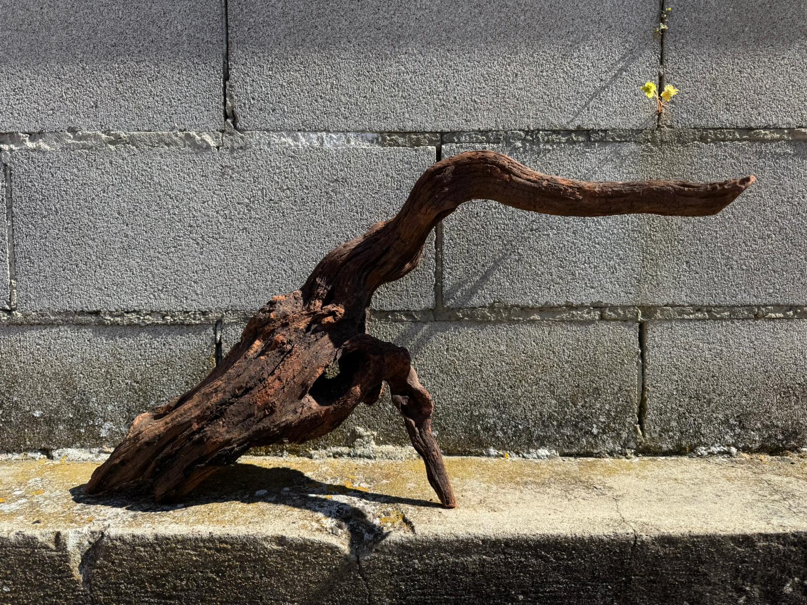 Drift Wood - 66*20*25 - cod.071 AQPET