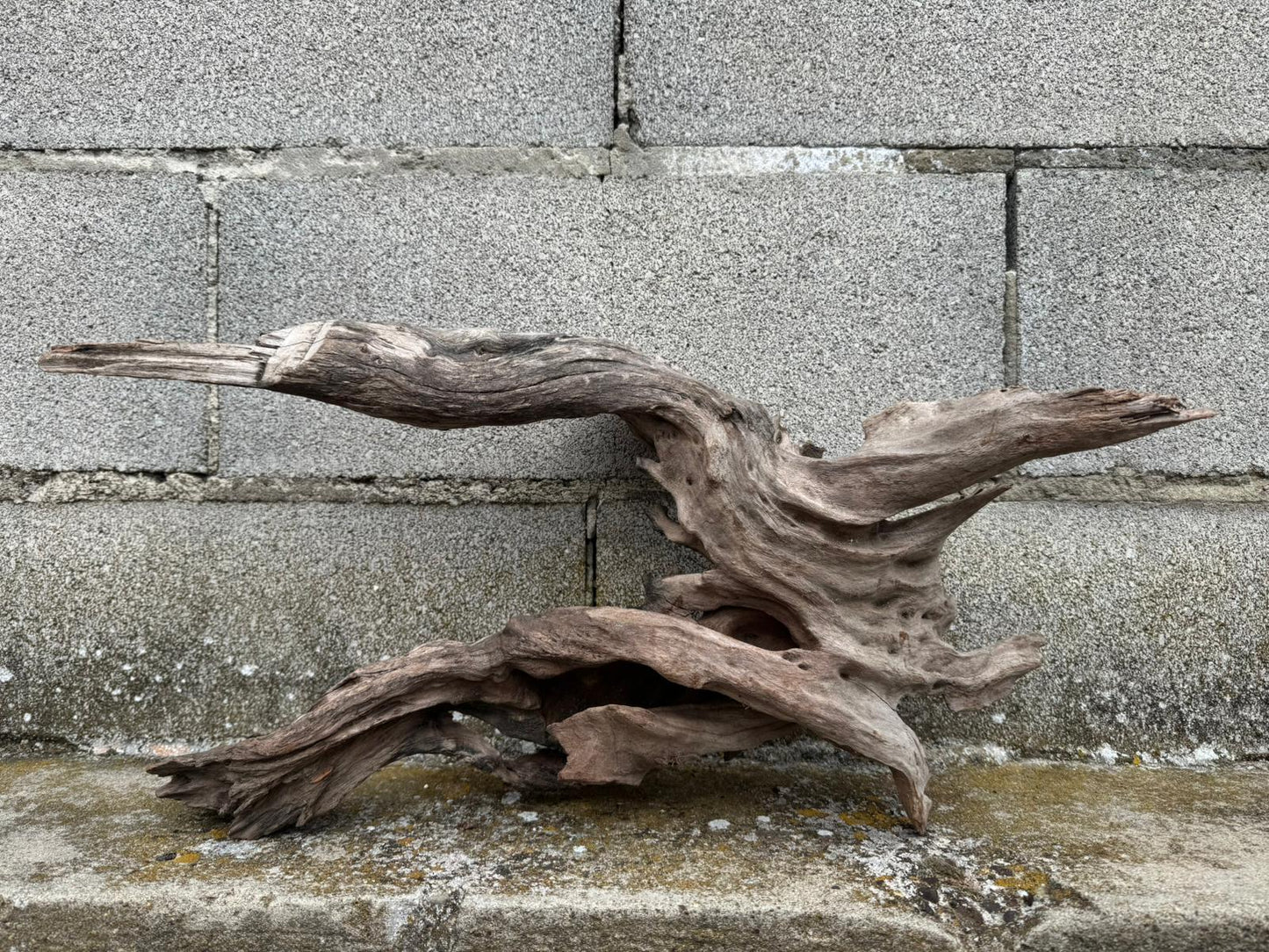 Drift Wood - 55*17*26 - cod.076 AQPET