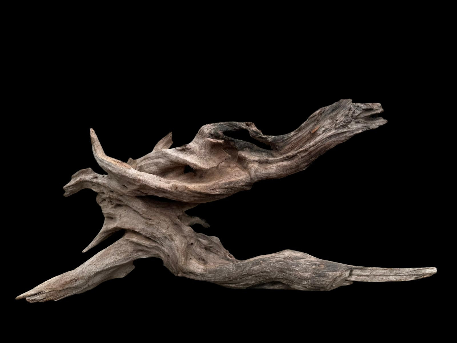 Drift Wood - 55*17*26 - cod.076 AQPET