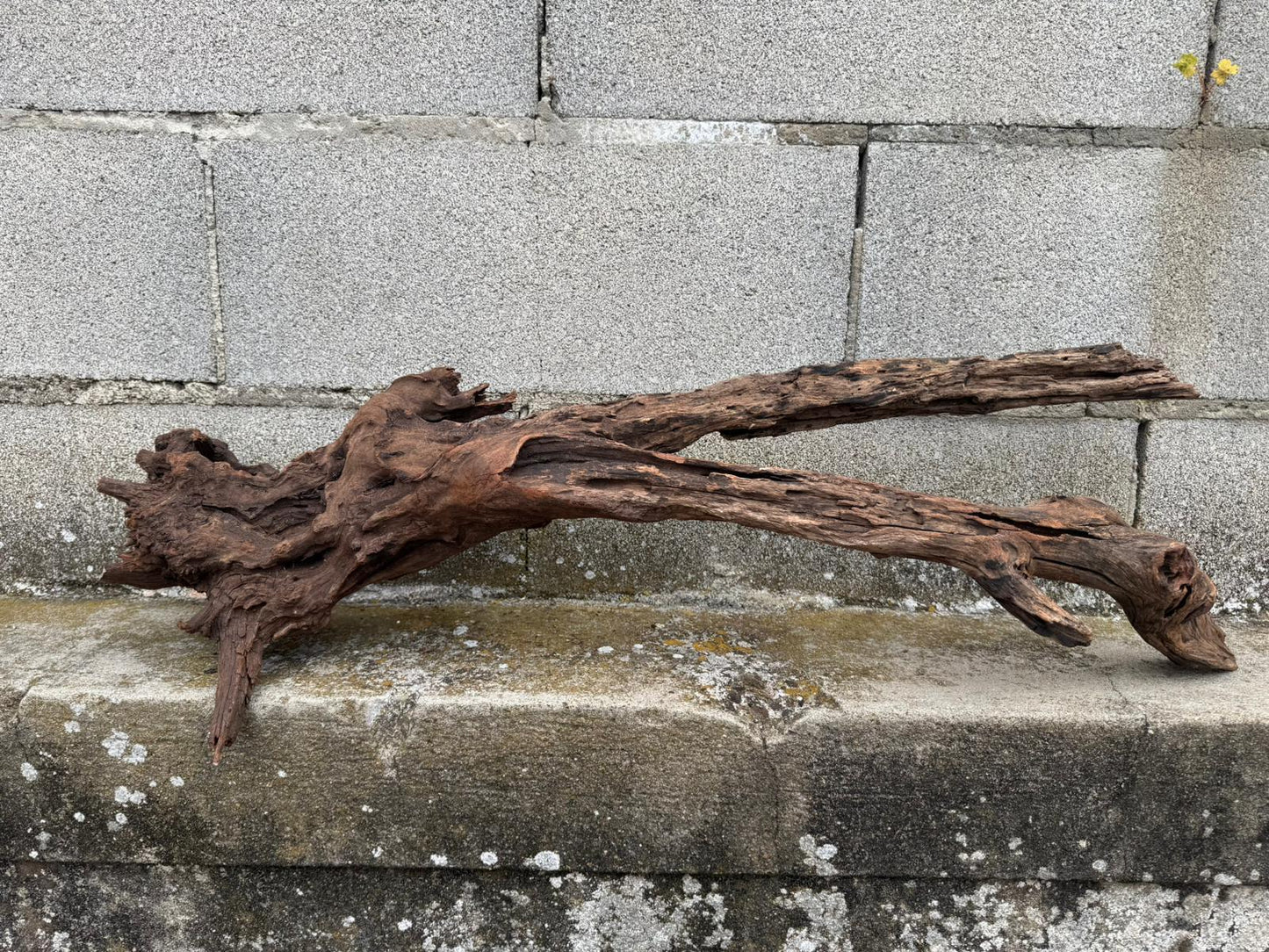 Drift Wood - 81*28*24 - cod.077 AQPET