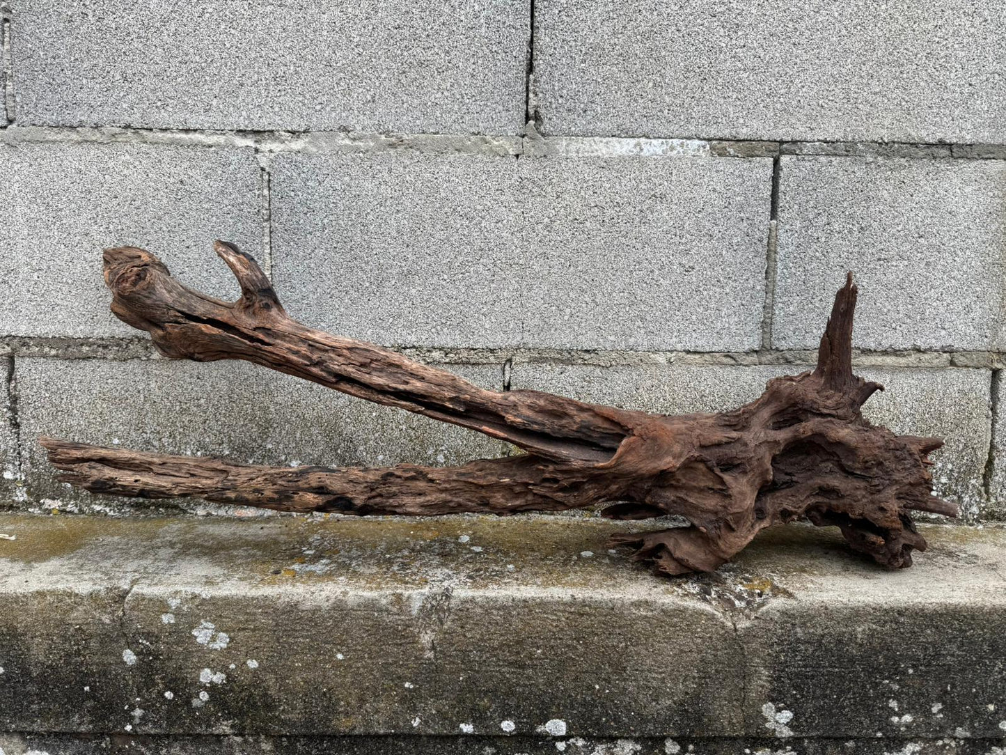 Drift Wood - 81*28*24 - cod.077 AQPET