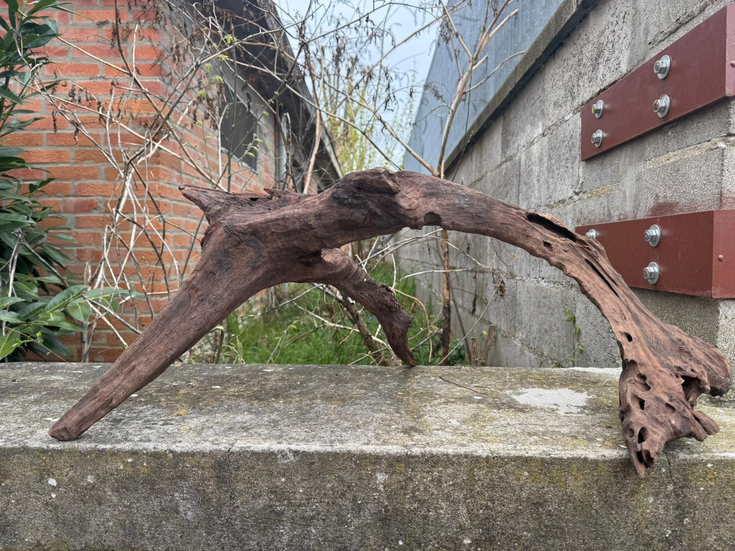 Drift Wood - 76*47*36 - cod.078 AQPET
