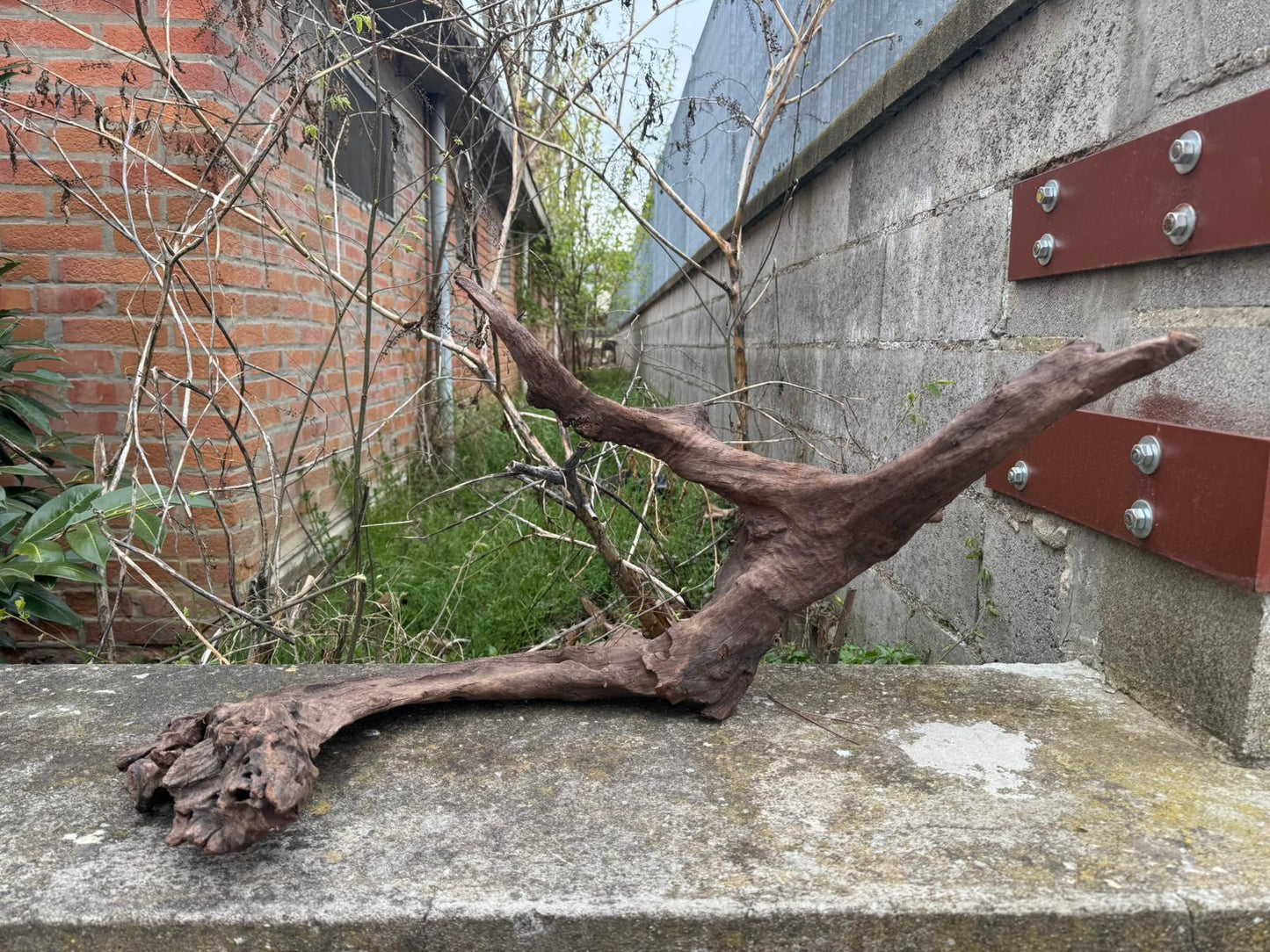 Drift Wood - 76*47*36 - cod.078 AQPET