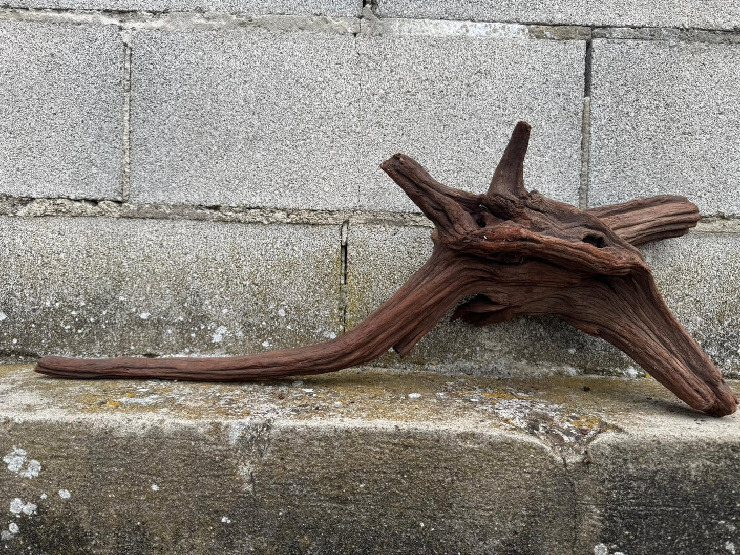 Drift Wood - 67*16*27 - cod.079 AQPET