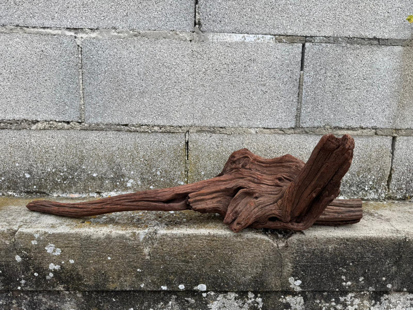 Drift Wood - 67*16*27 - cod.079 AQPET