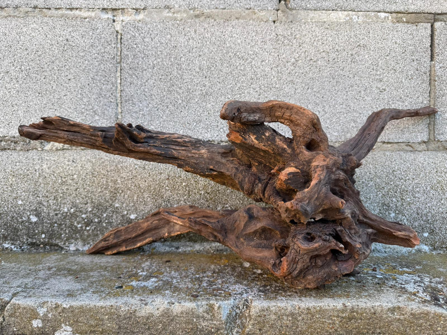 Drift Wood - 59*21*24- cod.087 AQPET
