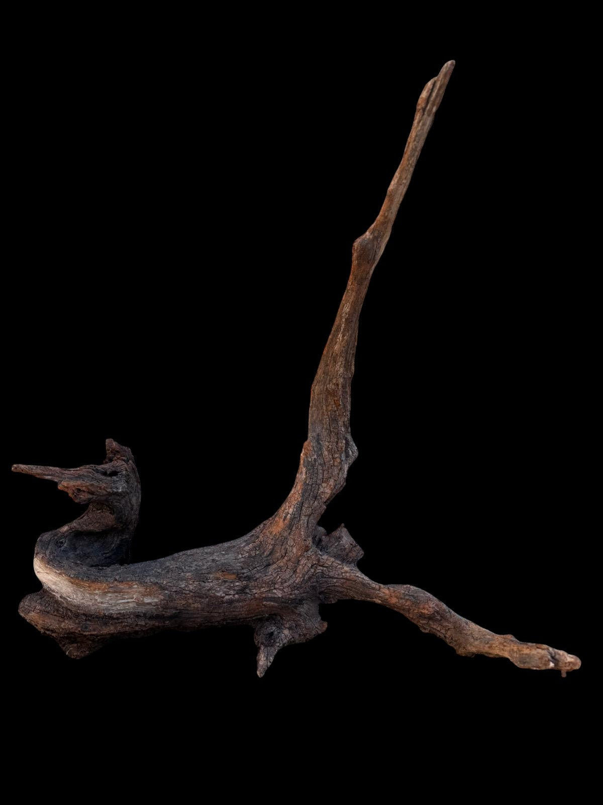 Drift Wood - 46*23*49- cod.090 AQPET