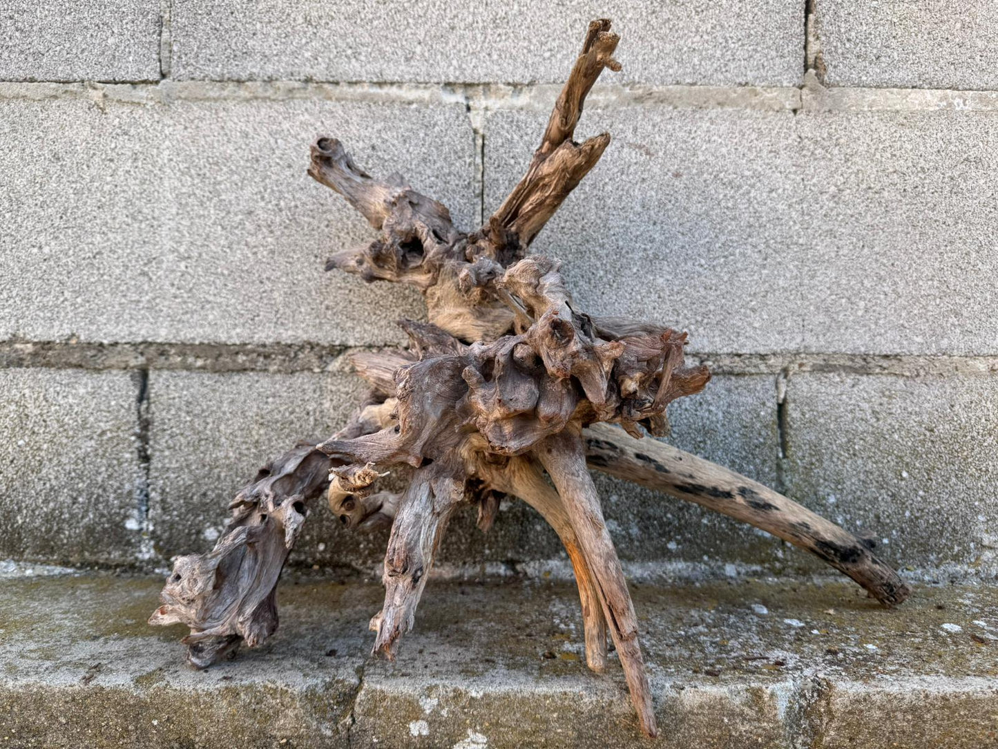 Drift Wood - 47*20*37- cod.091 AQPET