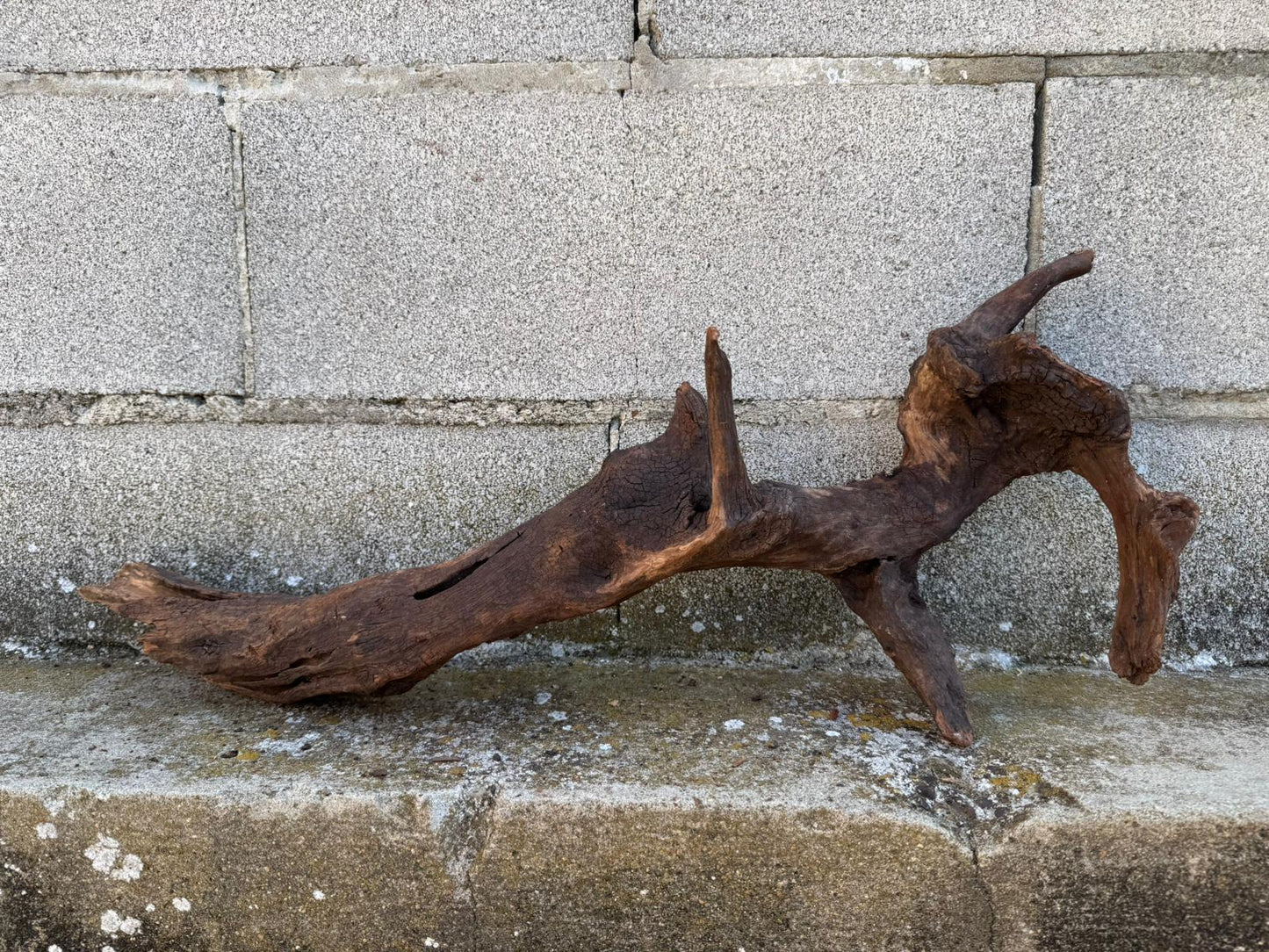 Drift Wood - 66*14*26- cod.093 AQPET