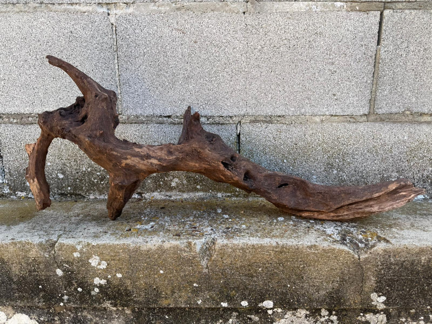 Drift Wood - 66*14*26- cod.093 AQPET