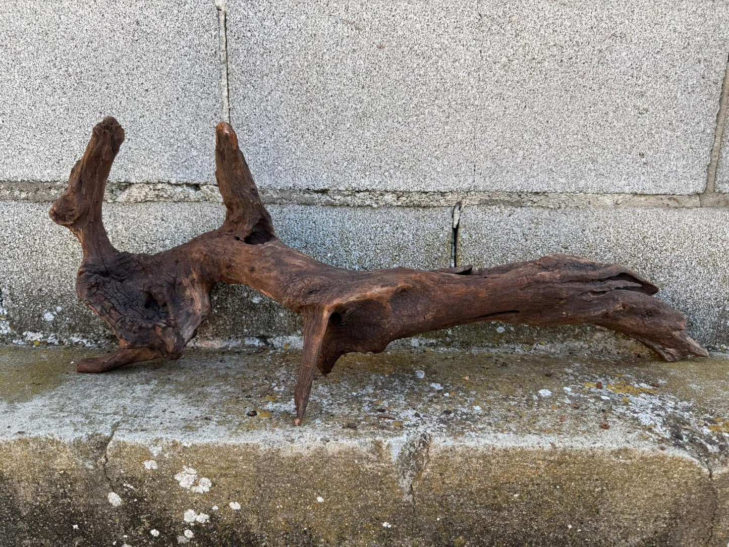Drift Wood - 66*14*26- cod.093 AQPET