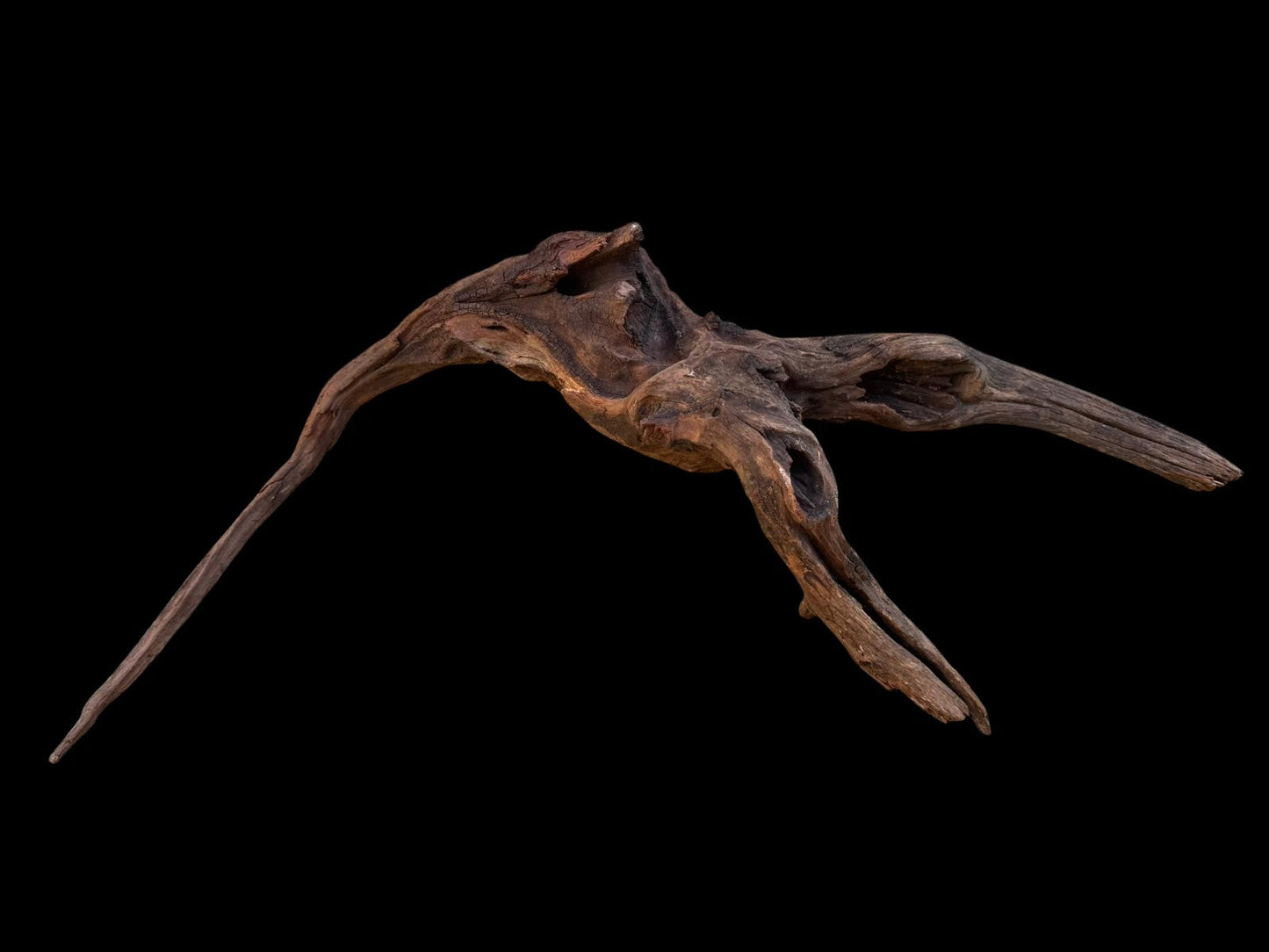 Drift Wood - 55*14*34- cod.094 AQPET