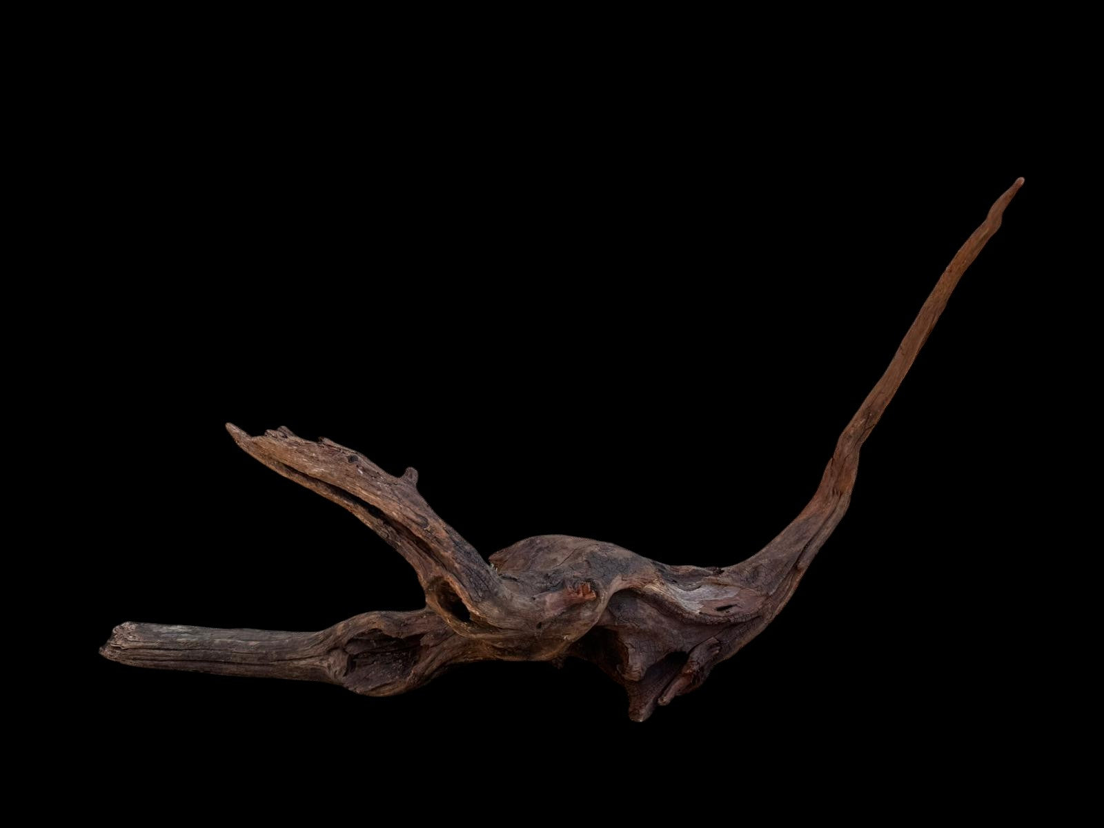 Drift Wood - 55*14*34- cod.094 AQPET