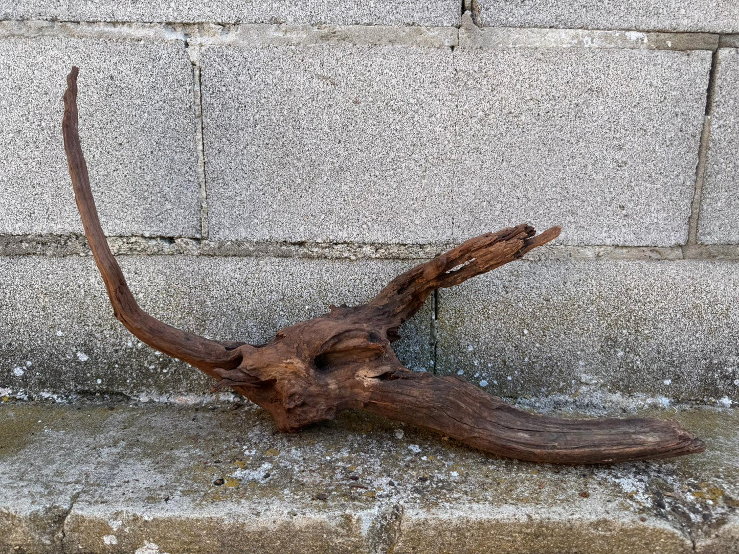 Drift Wood - 55*14*34- cod.094 AQPET