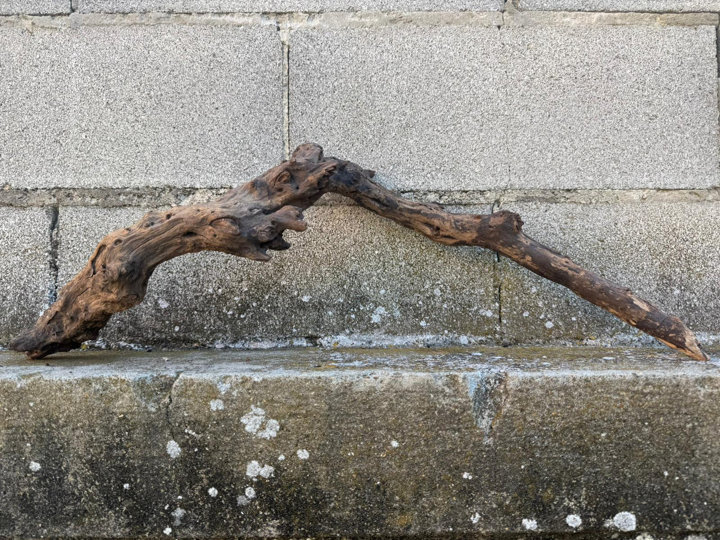 Drift Wood - 63*13*19 - cod.095 AQPET