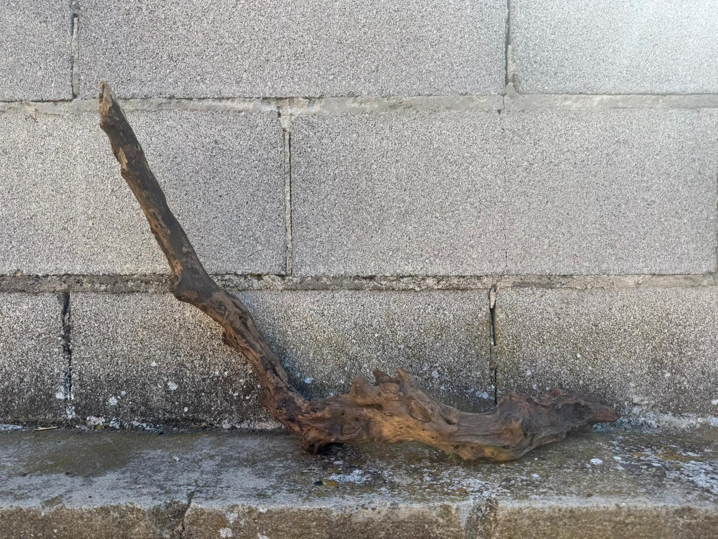 Drift Wood - 63*13*19 - cod.095 AQPET