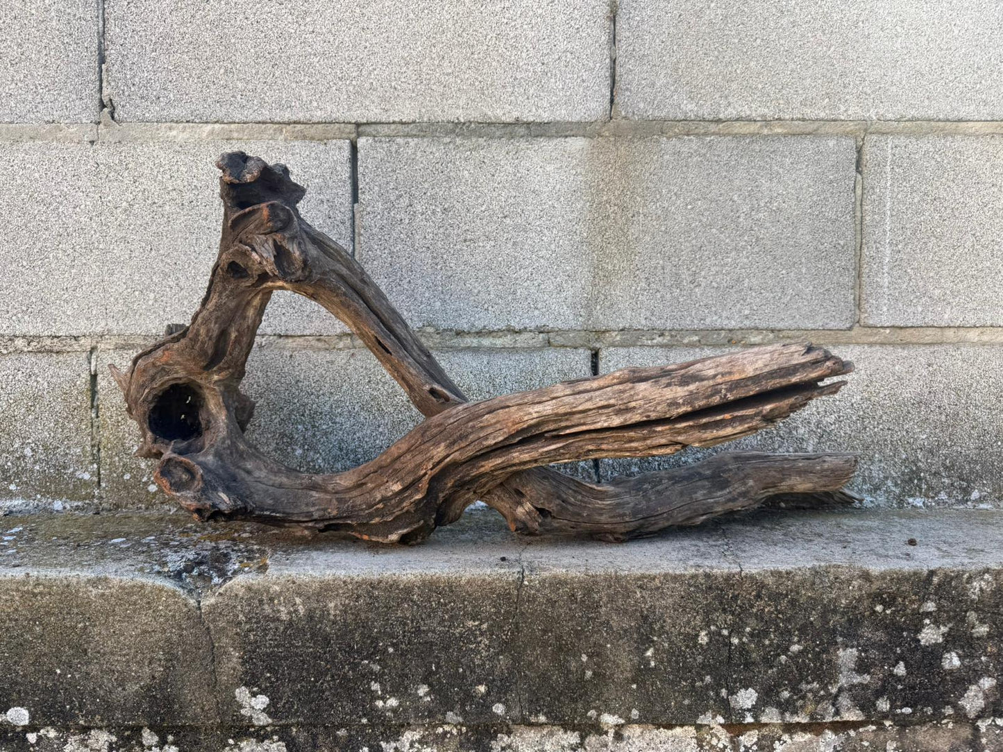 Drift Wood - 68*29*32 - cod.096 AQPET