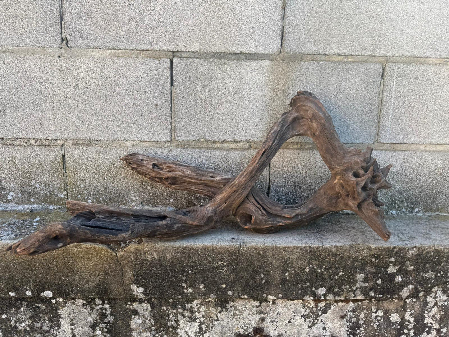 Drift Wood - 68*29*32 - cod.096 AQPET