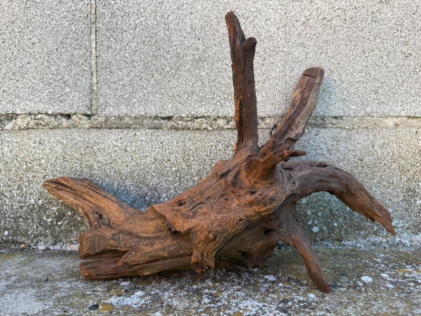 Drift Wood - 40*17*23 - cod.098 AQPET